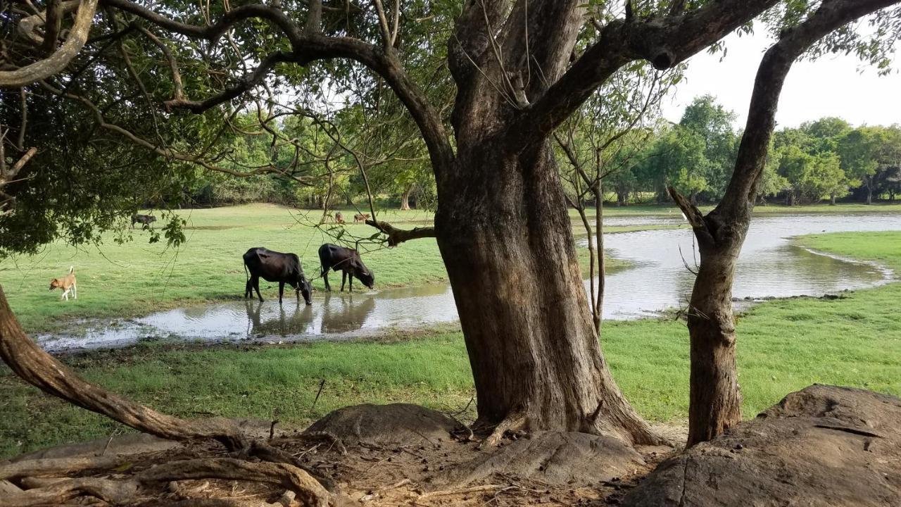 Sigiri Holiday Villa Sigiriya Esterno foto